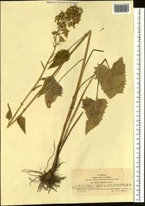 Vickifunkia thyrsoidea (Ledeb.) C. Ren, L. Wang, I. D. Illar. & Q. E. Yang, Siberia, Western (Kazakhstan) Altai Mountains (S2a) (Kazakhstan)