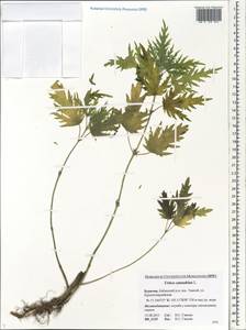 Urtica cannabina L., Siberia, Baikal & Transbaikal region (S4) (Russia)
