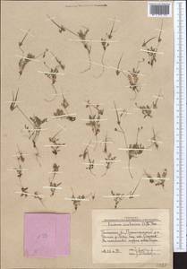 Erodium cicutarium (L.) L'Hér., Middle Asia, Western Tian Shan & Karatau (M3) (Uzbekistan)
