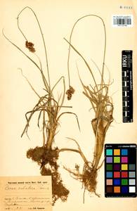 Carex sabulosa Turcz. ex Kunth, Siberia, Baikal & Transbaikal region (S4) (Russia)