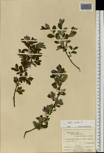 Salix aurita L., Eastern Europe, West Ukrainian region (E13) (Ukraine)