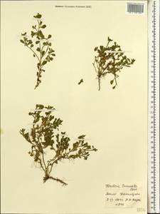 Herderia truncata Cass., Africa (AFR) (Mali)