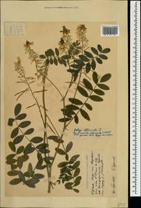 Galega officinalis L., Crimea (KRYM) (Russia)