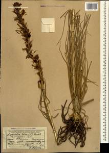 Asphodeline lutea (L.) Rchb., Caucasus, Black Sea Shore (from Novorossiysk to Adler) (K3) (Russia)