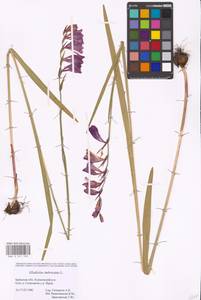 Gladiolus imbricatus L., Eastern Europe, Western region (E3) (Russia)