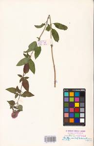 MHA 0 157 890, Mentha aquatica L., Eastern Europe, Estonia (E2c) (Estonia)