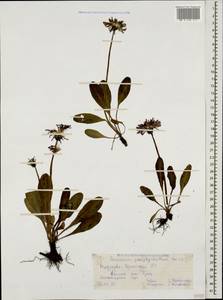 Taraxacum porphyranthum Boiss., Caucasus, Stavropol Krai, Karachay-Cherkessia & Kabardino-Balkaria (K1b) (Russia)