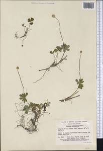 Anemone parviflora Michx., America (AMER) (Canada)