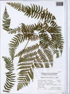 Athyrium filix-femina (L.) Roth, Siberia, Baikal & Transbaikal region (S4) (Russia)