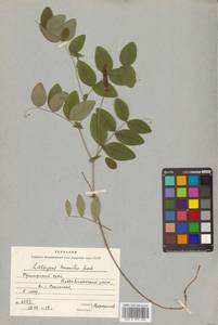 Lathyrus humilis (Ser.) Fisch. ex Spreng., Siberia, Russian Far East (S6) (Russia)