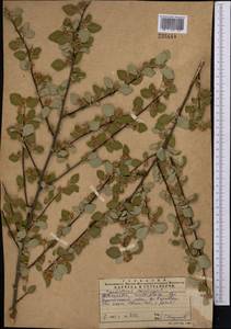 Cotoneaster nummularius Fisch. & C. A. Mey., Middle Asia, Western Tian Shan & Karatau (M3) (Kazakhstan)