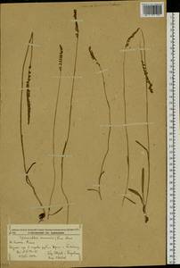 Spiranthes sinensis (Pers.) Ames, Siberia, Russian Far East (S6) (Russia)