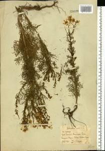 Tripleurospermum inodorum (L.) Sch.-Bip, Eastern Europe, Rostov Oblast (E12a) (Russia)