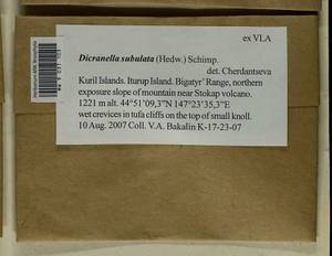 Dicranellopsis subulata (Hedw.) Bonfim Santos, Siebel & Fedosov, Bryophytes, Bryophytes - Russian Far East (excl. Chukotka & Kamchatka) (B20) (Russia)