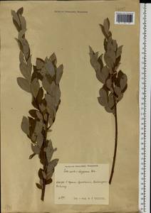 Salix aurita × lapponum, Eastern Europe, Moscow region (E4a) (Russia)