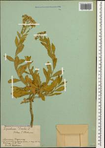 Lepidium draba L., Caucasus, Armenia (K5) (Armenia)