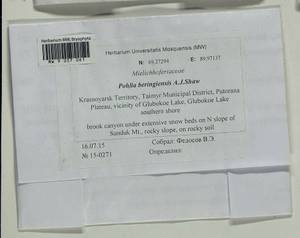 Pohlia beringiensis A.J. Shaw, Bryophytes, Bryophytes - Krasnoyarsk Krai, Tyva & Khakassia (B17) (Russia)