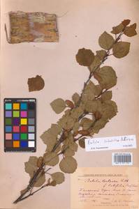 Betula pubescens subsp. pubescens, Siberia, Western Siberia (S1) (Russia)