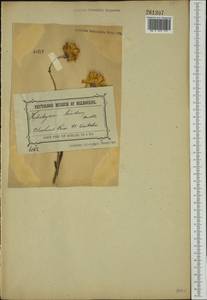 Xerochrysum bracteatum (Vent.) Tzvelev, Australia & Oceania (AUSTR) (Australia)