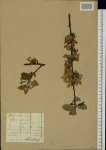 Malus sylvestris Mill., Eastern Europe, Middle Volga region (E8) (Russia)