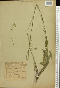 Gypsophila altissima L., Eastern Europe, Middle Volga region (E8) (Russia)