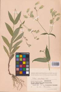 Silene vulgaris (Moench) Garcke, Eastern Europe, Lower Volga region (E9) (Russia)