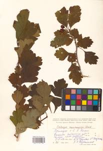 Crataegus maximowiczii C. K. Schneid., Siberia, Russian Far East (S6) (Russia)