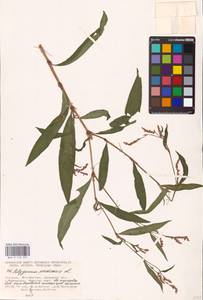 Persicaria maculosa Gray, Eastern Europe, South Ukrainian region (E12) (Ukraine)