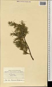 Juniperus communis var. saxatilis Pall., Caucasus, Azerbaijan (K6) (Azerbaijan)