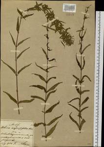 Urtica dioica var. holosericea Fr., Siberia, Russian Far East (S6) (Russia)