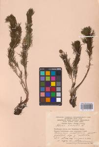 Adonis vernalis L., Eastern Europe, Eastern region (E10) (Russia)