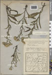 Pentanema britannicum (L.) D. Gut. Larr., Santos-Vicente, Anderb., E. Rico & M. M. Mart. Ort., Eastern Europe, Eastern region (E10) (Russia)