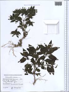 Mercurialis annua L., Caucasus, Krasnodar Krai & Adygea (K1a) (Russia)