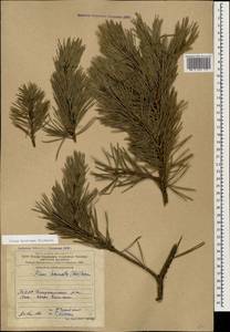 Pinus sylvestris var. hamata Steven, Caucasus, Azerbaijan (K6) (Azerbaijan)
