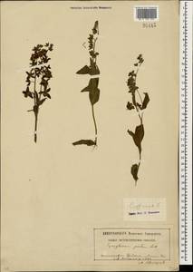 Cynoglossum officinale L., Caucasus, North Ossetia, Ingushetia & Chechnya (K1c) (Russia)