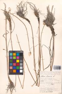 Allium lineare L., Eastern Europe, Lower Volga region (E9) (Russia)