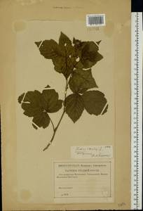 Rubus caesius L., Eastern Europe, North-Western region (E2) (Russia)