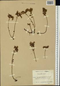 Phedimus hybridus (L.) 't Hart, Eastern Europe, Eastern region (E10) (Russia)