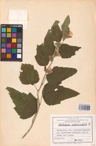 Althaea officinalis L., Eastern Europe, North Ukrainian region (E11) (Ukraine)