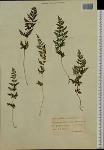 Cystopteris fragilis (L.) Bernh., Siberia, Chukotka & Kamchatka (S7) (Russia)