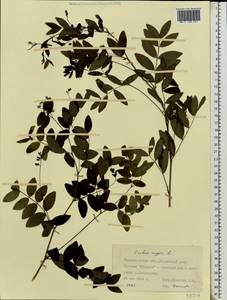 Lathyrus niger (L.) Bernh., Eastern Europe, South Ukrainian region (E12) (Ukraine)