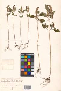 Elsholtzia ciliata (Thunb.) Hyl., Eastern Europe, Moscow region (E4a) (Russia)