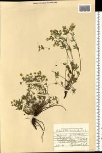 Potentilla heptaphylla L., Eastern Europe, North Ukrainian region (E11) (Ukraine)