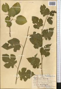 Morus alba L., Middle Asia, Western Tian Shan & Karatau (M3) (Kazakhstan)