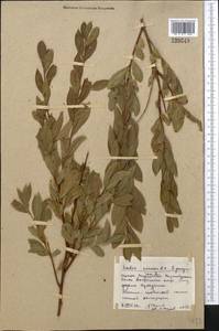 Salix cinerea L., Middle Asia, Northern & Central Kazakhstan (M10) (Kazakhstan)