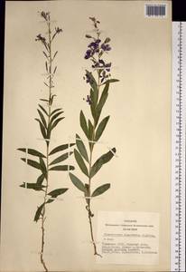 Chamaenerion angustifolium (L.) Scop., Siberia, Altai & Sayany Mountains (S2) (Russia)