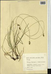 Carex muricata L., Western Europe (EUR) (Germany)