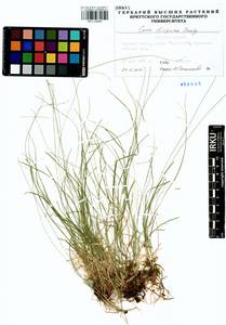 Carex disperma Dewey, Siberia, Western Siberia (S1) (Russia)