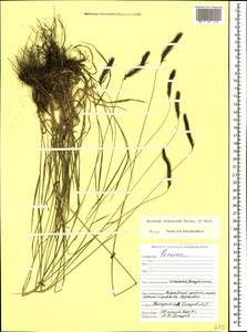 Hordeum brevisubulatum (Trin.) Link, Caucasus, Dagestan (K2) (Russia)
