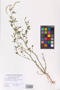 Melilotus officinalis (L.) Lam., Eastern Europe, Lower Volga region (E9) (Russia)